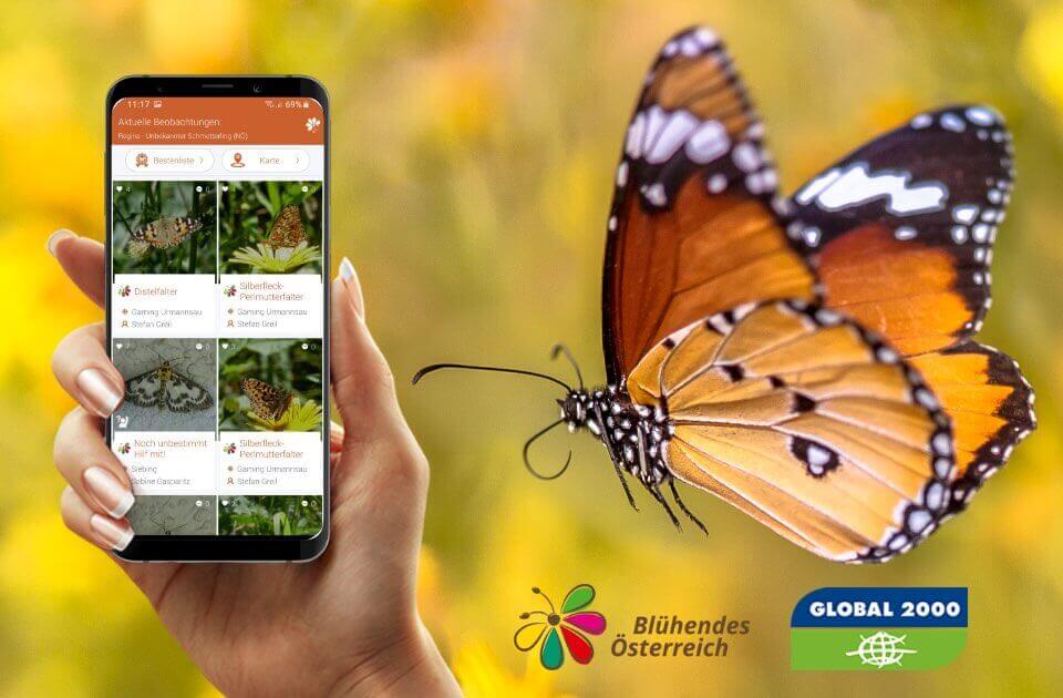 Bild von Schmetterlings App entwickelt von apptec